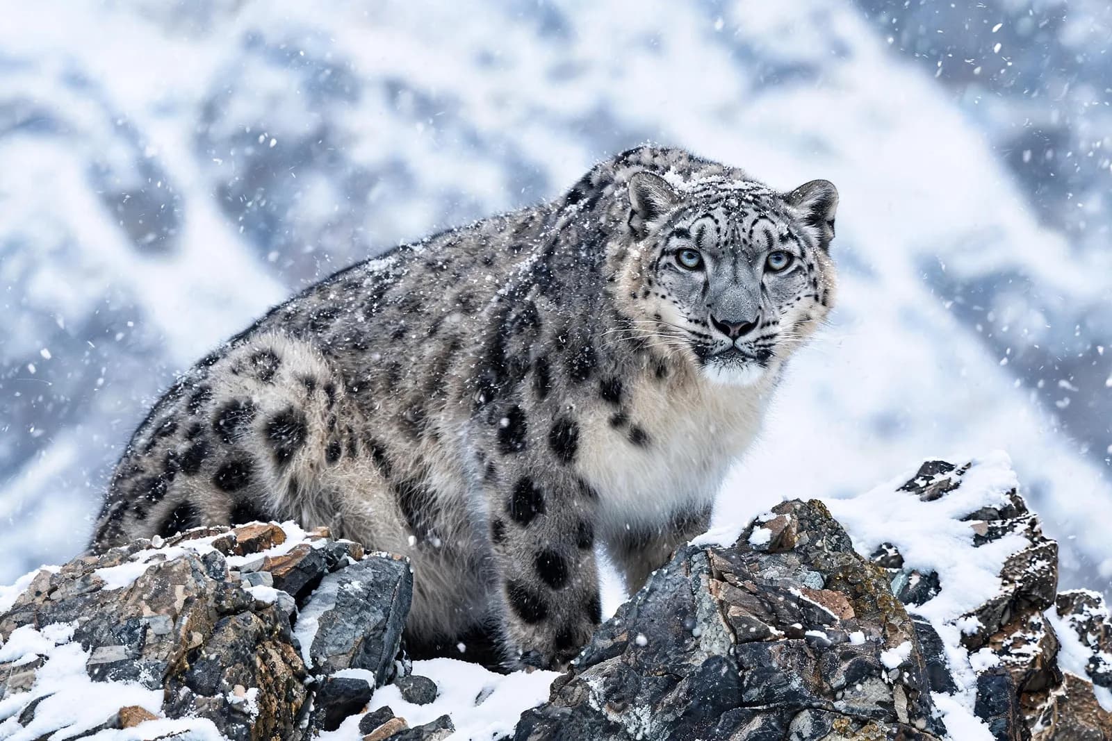 Wildlife photo of a snow leopard on a rocky ledge, snowfall, intense gaze, telephoto, natural light.
